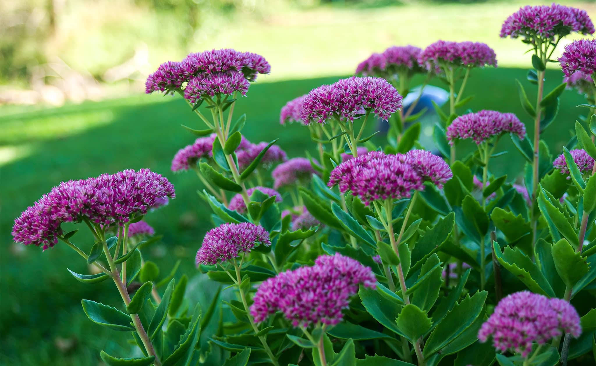 Sedum drought tolerant