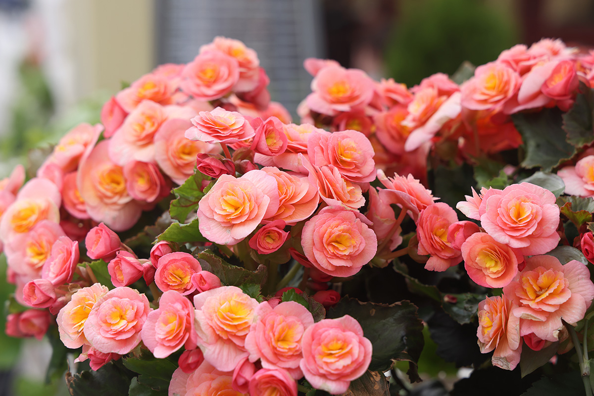 begonia illumination