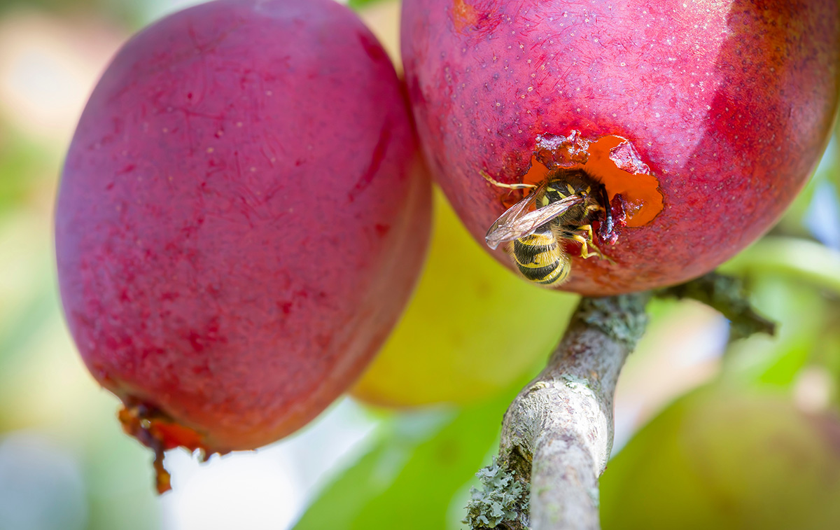 wasps eating plums in uk garden