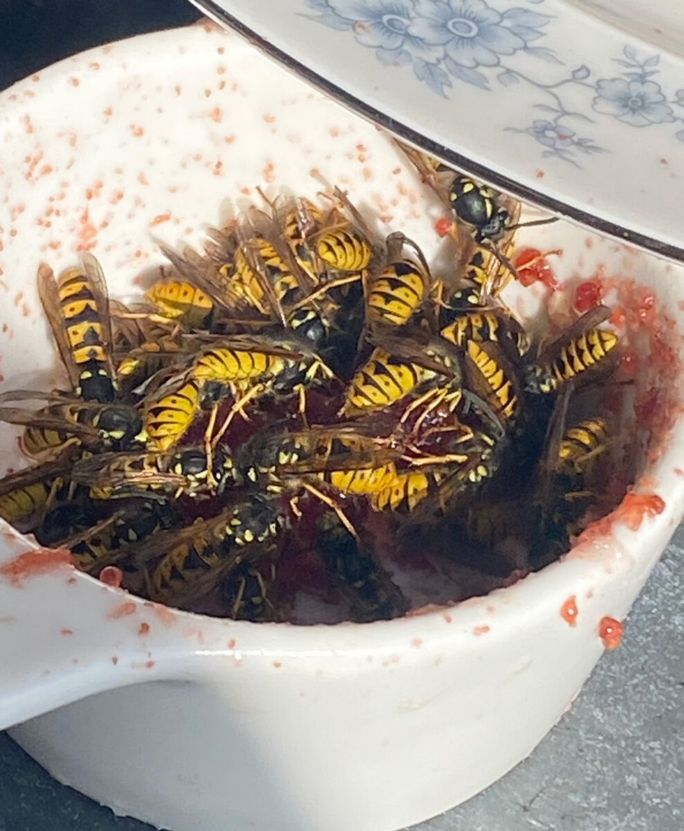Wasp jam