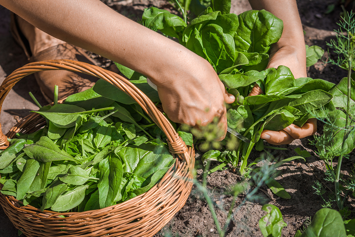 woman harvesting spinach