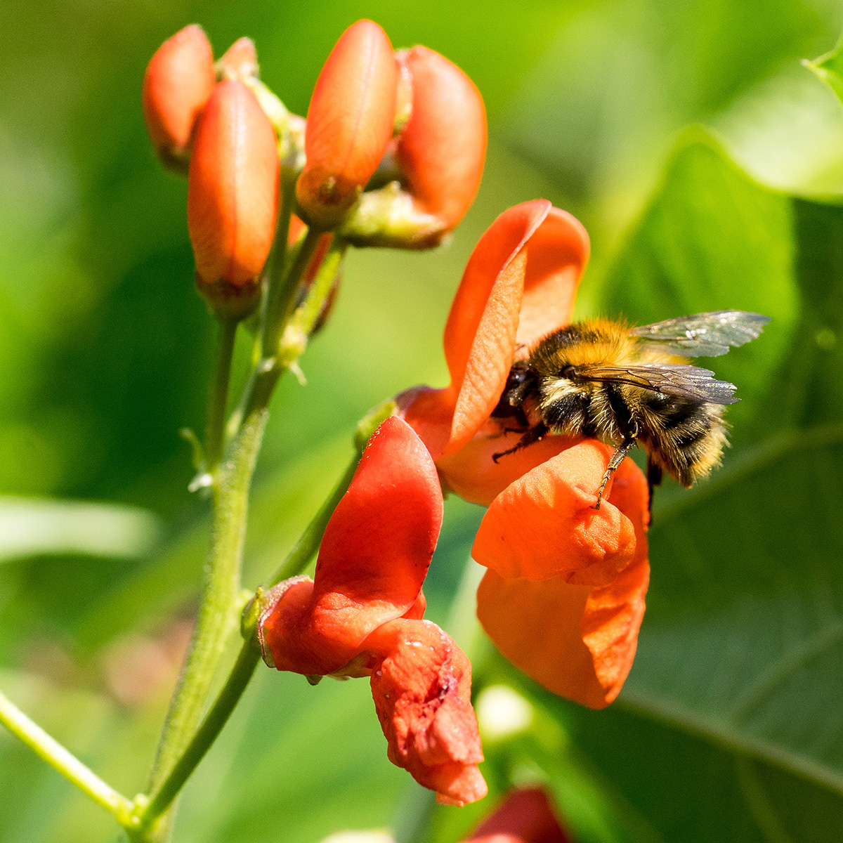 Bumblebee on runner bean flowers