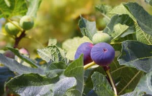 ripe figs on tree