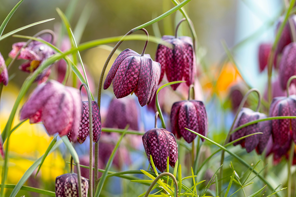 Fritillaria meleagris