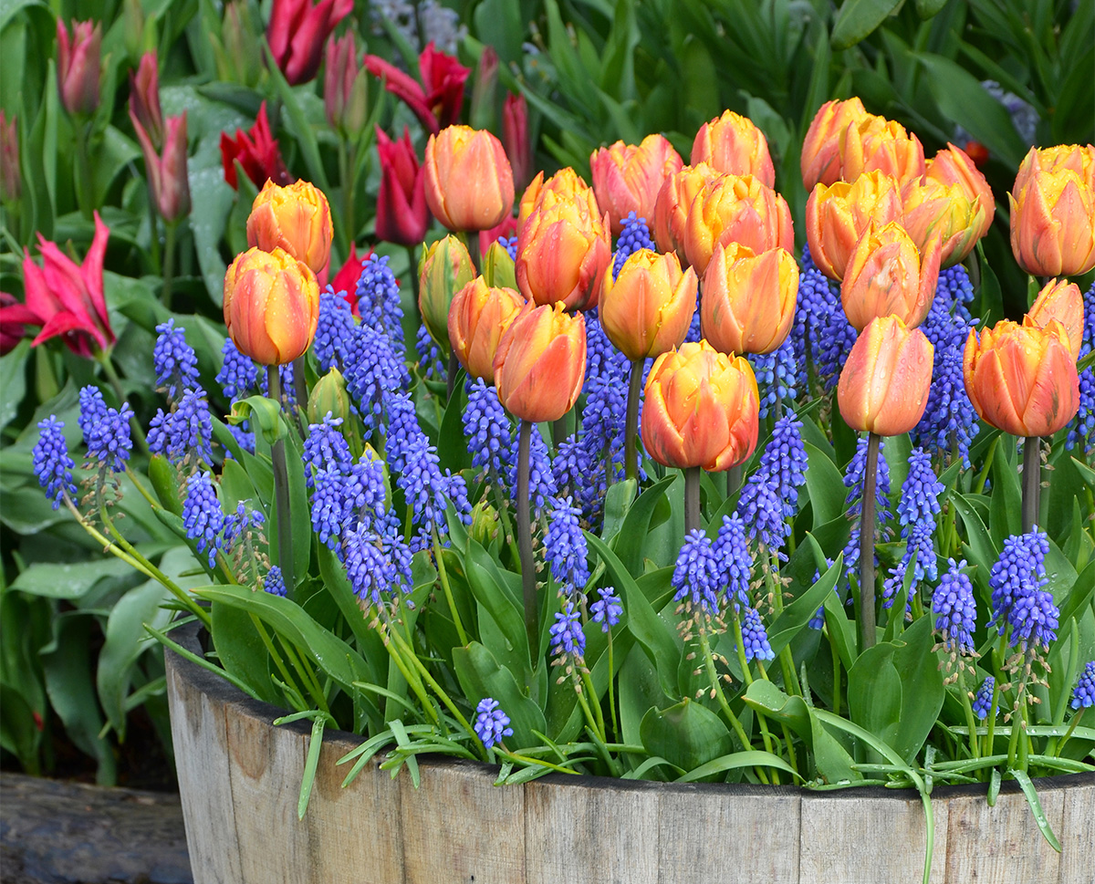 Planter of purple grape hyacinths and orange tulips