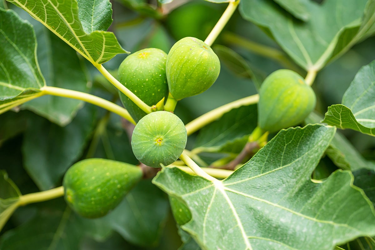 Grow figs in the UK - Richard Jackson Garden