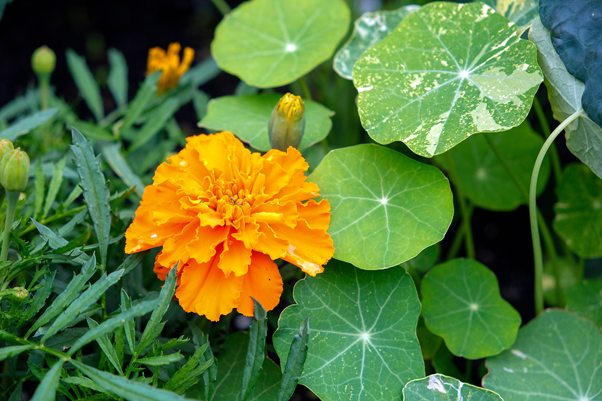 Orange marigolds and nasturtiums