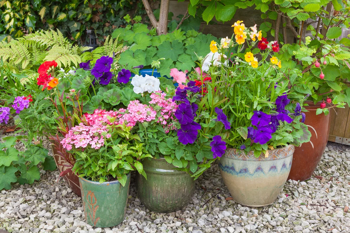 collection of potted patio plants
