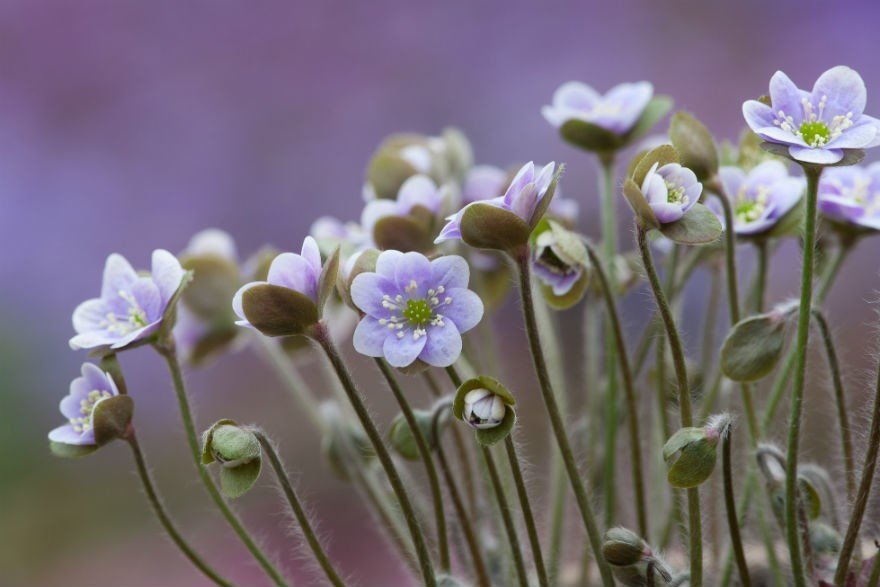 Hepatica americana ‘Ashwood Marbles’