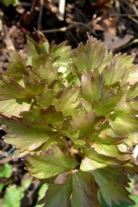 lovage