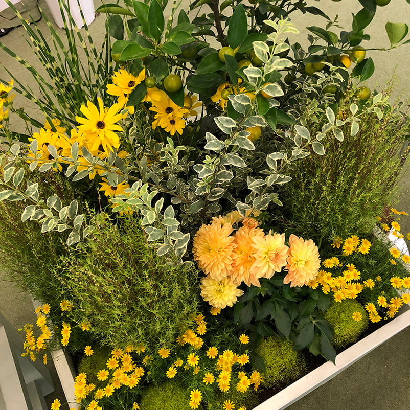 Mix it up planting
