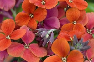 Erysimum Spice Island