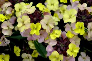 Erysimum 'Early Sunrise'