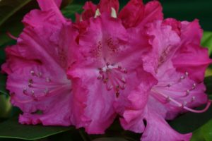 Rhododendron Germania