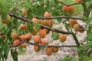 Apricot 'Flavourcot'