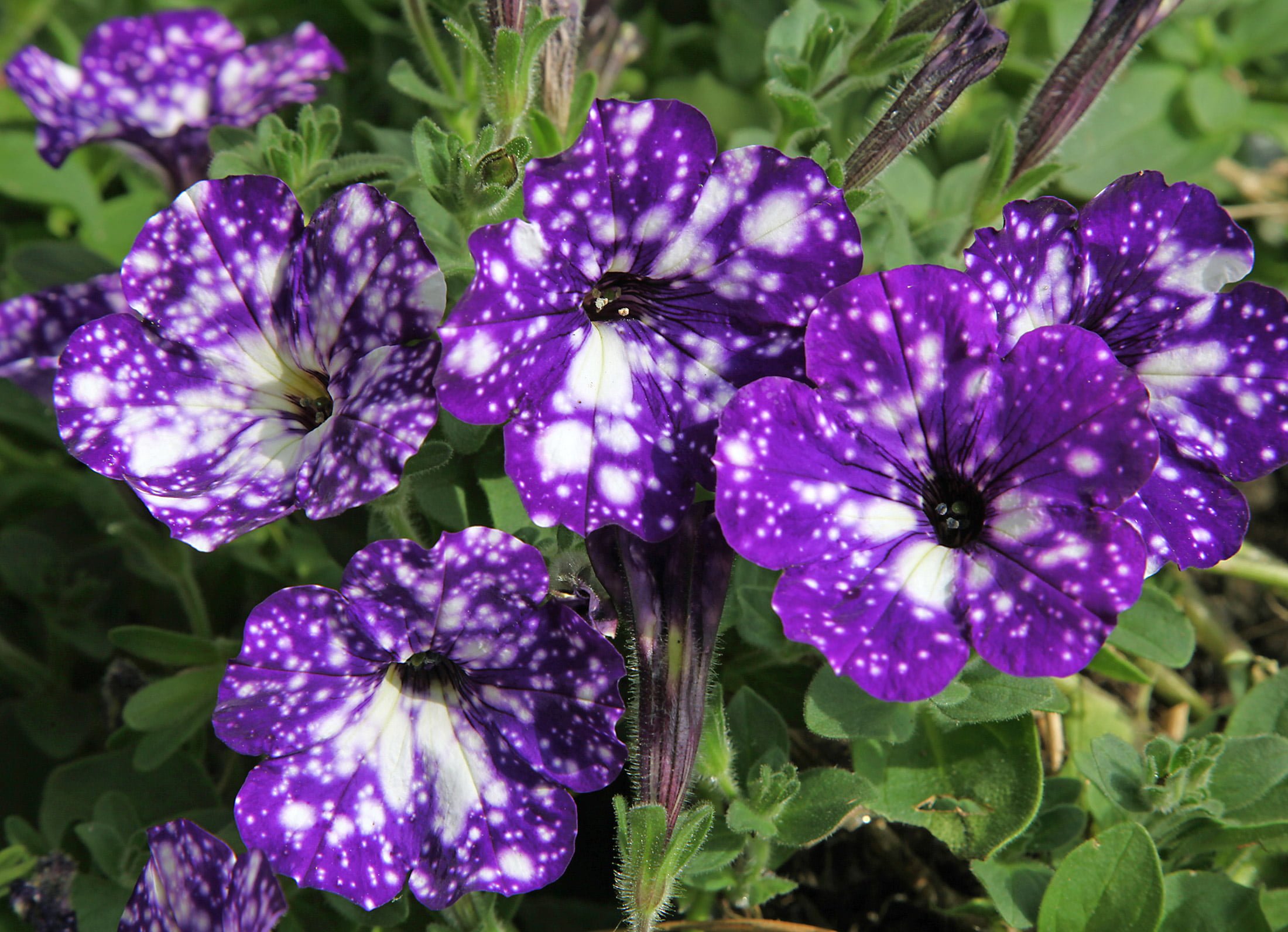 What’s new in petunias? Richard Jackson Garden