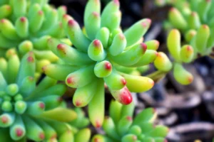 Jellybean Plant (Sedum)