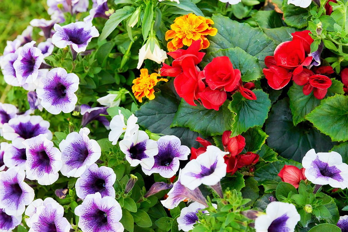 Five flowers for summer pots