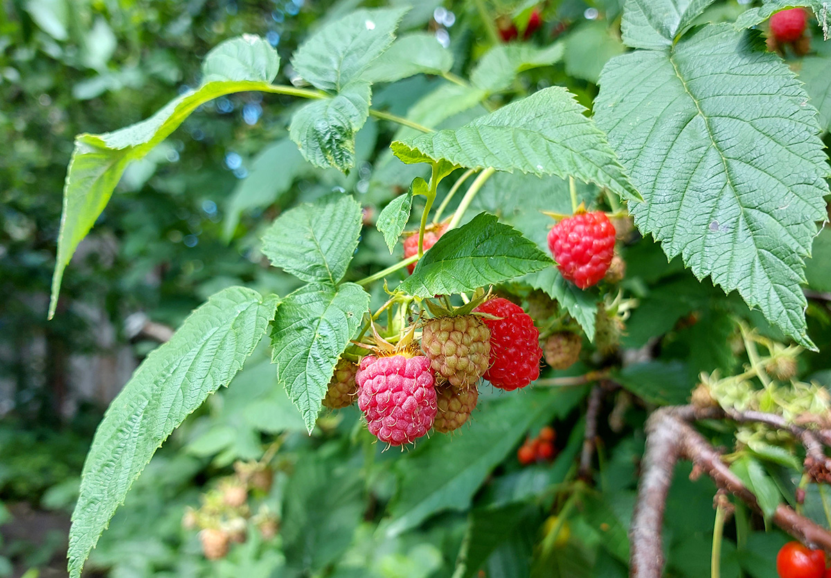 Ripening raspberries on the bush