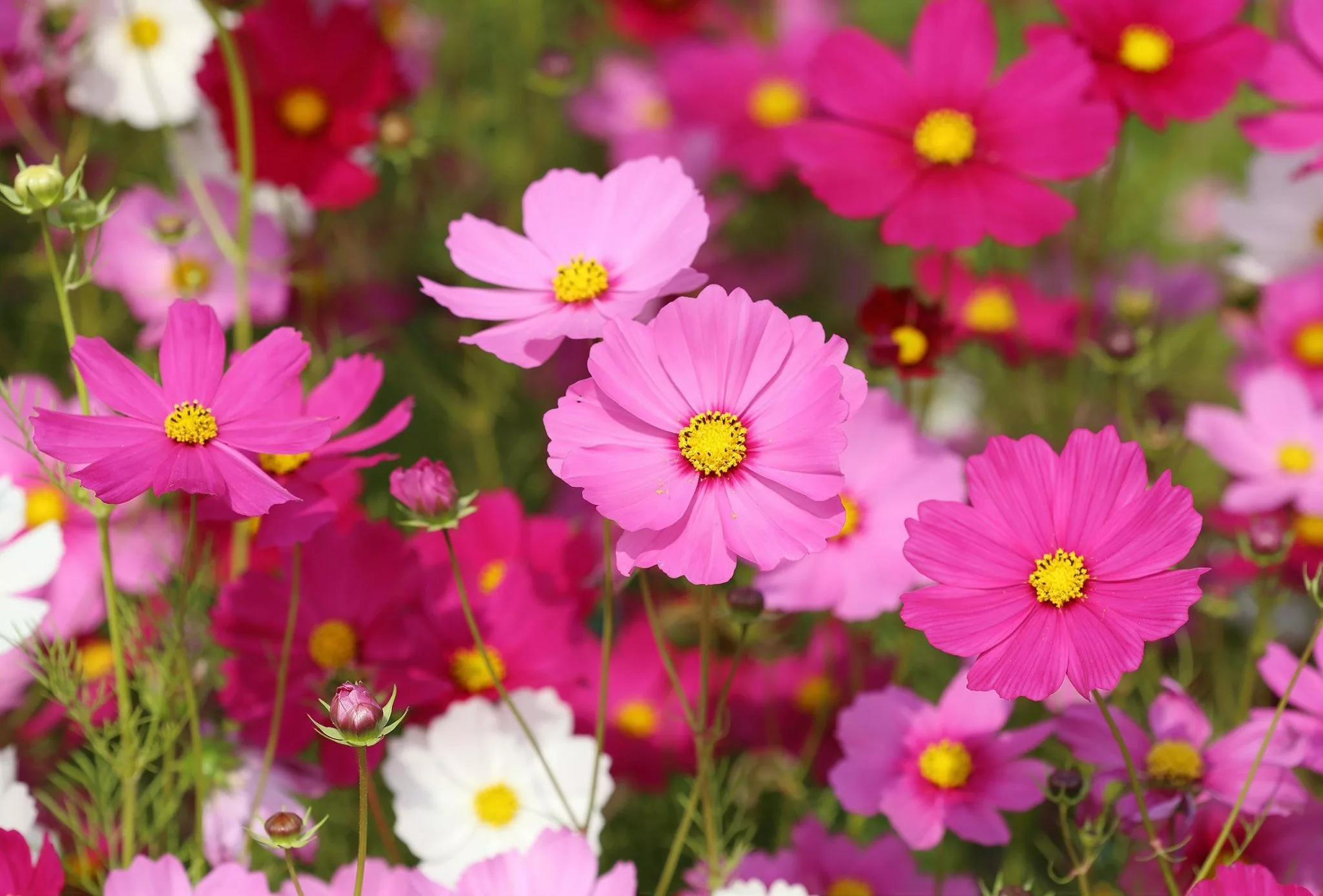 Are Daisies Annual, Biennial, or Perennial Plants?