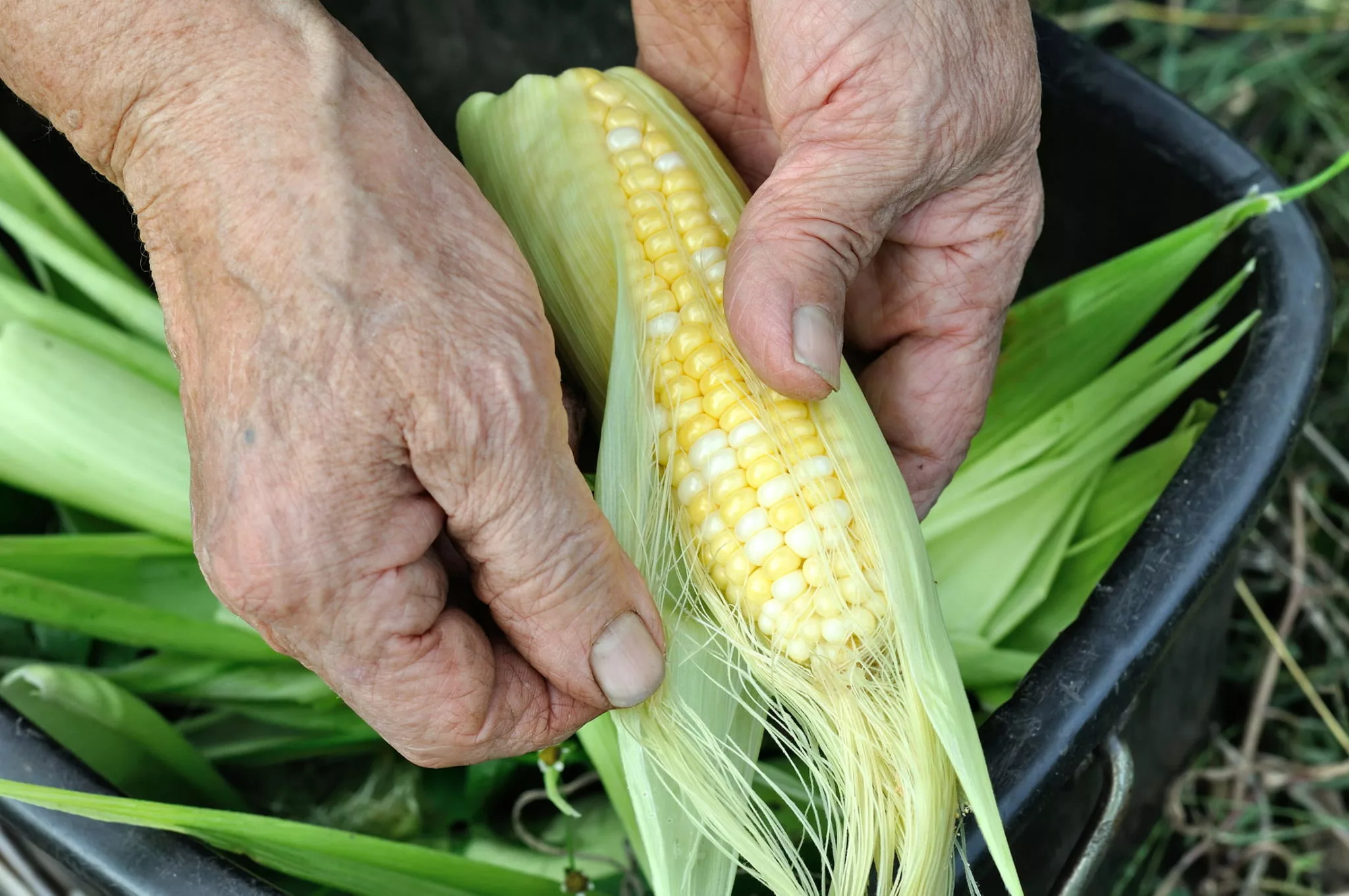 hands holding sweetcorn cob