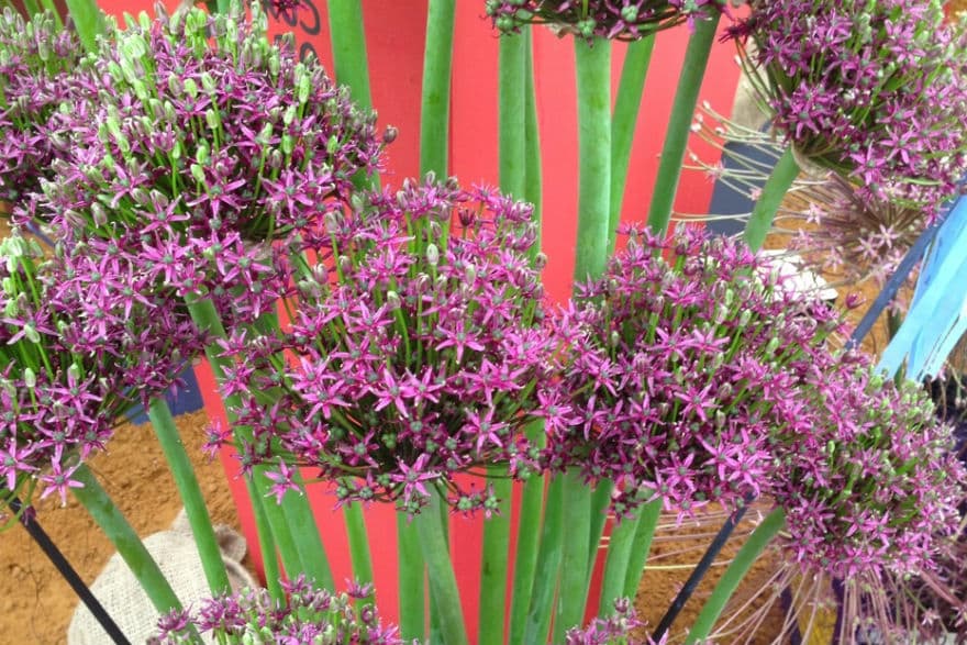 New plants at Hampton Court - Richard Jackson Garden