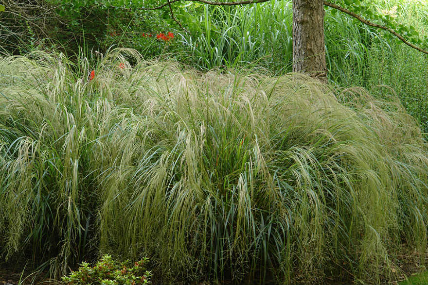 Evergreen Outdoor Grasses In 9cm Pot UK Grown 10 X Mixed Grasses 