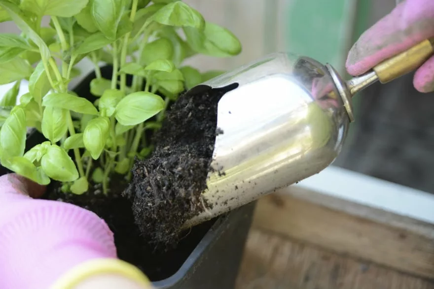 Topping up pot with compost.