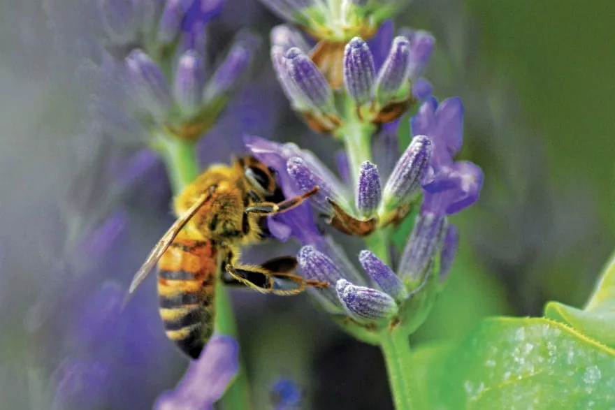 bee on lavender