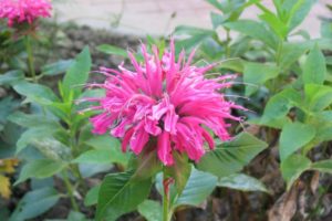 Bergamot (Monarda)