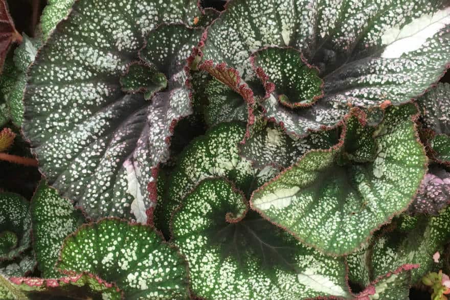 begonia