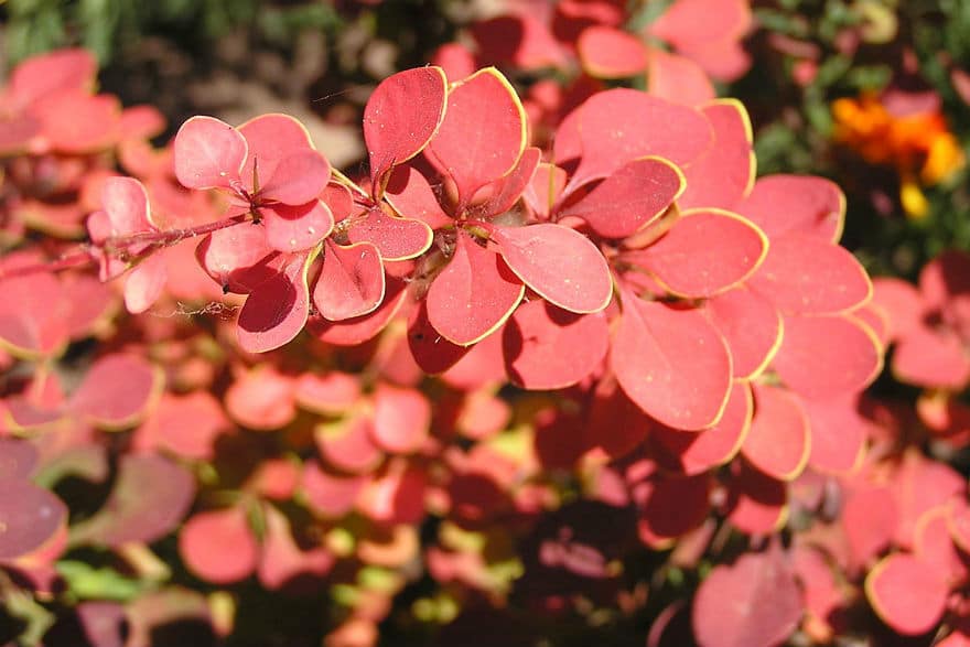 Berberis thunbergii