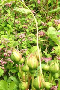 bindweed and roses