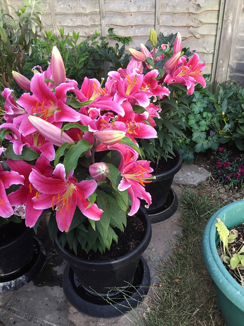 Lilium ‘Pink Romance’ (Montrose of Guernsey)