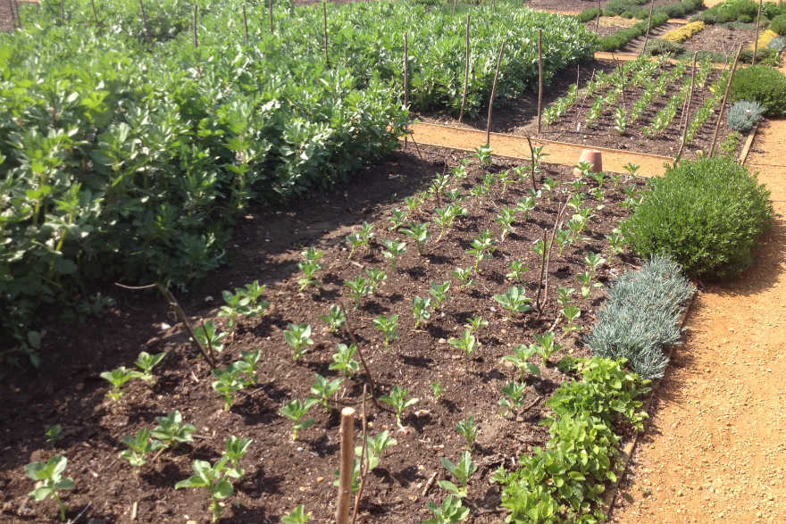 Broad beans at the Hampton Court Kitchen Garden