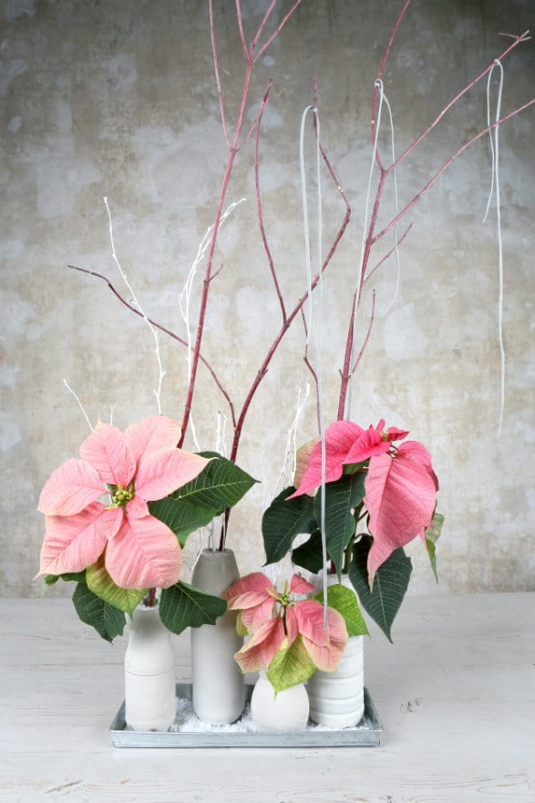Poinsettia