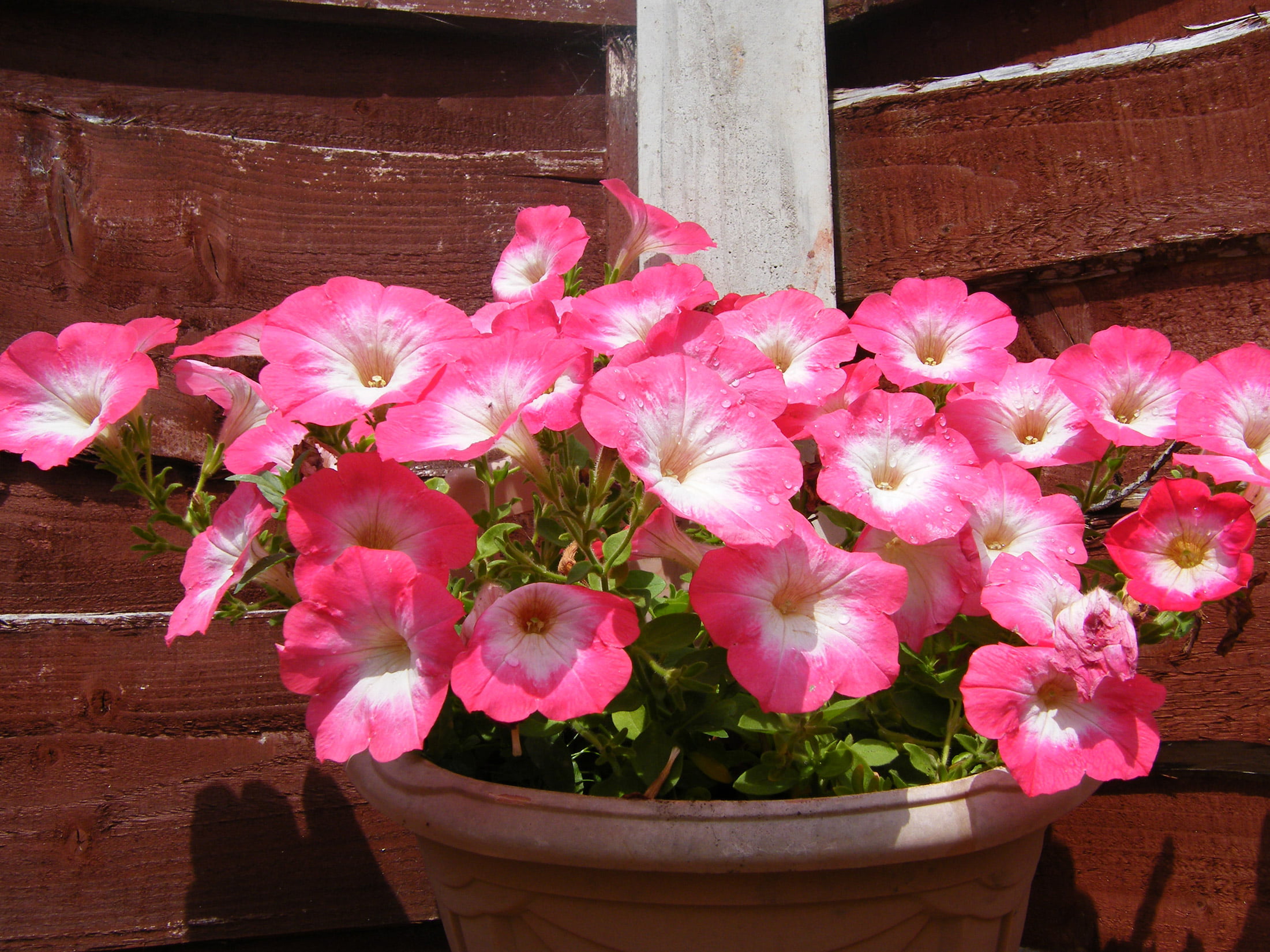 Petunia ‘Surfinia Coral Morn’ (Plants2Garden)