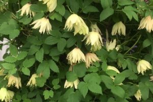 Clematis koreana ‘Amber'