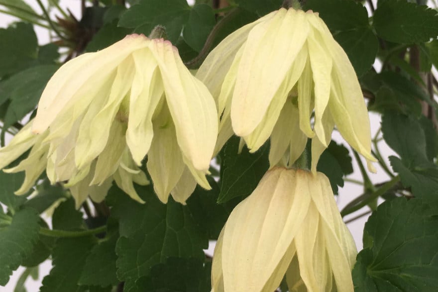 Clematis koreana ‘Amber’