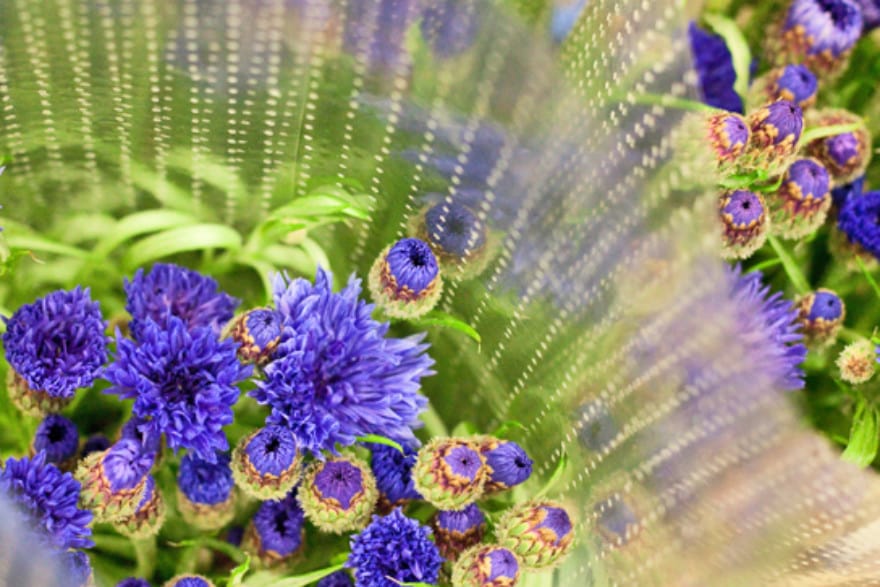 cornflowers