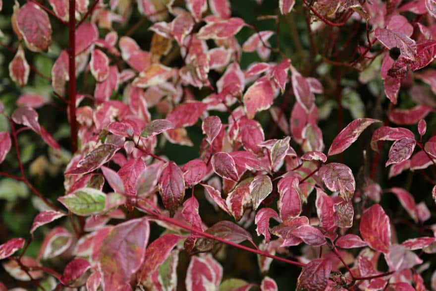 Cornus alba Sibirica Variegata