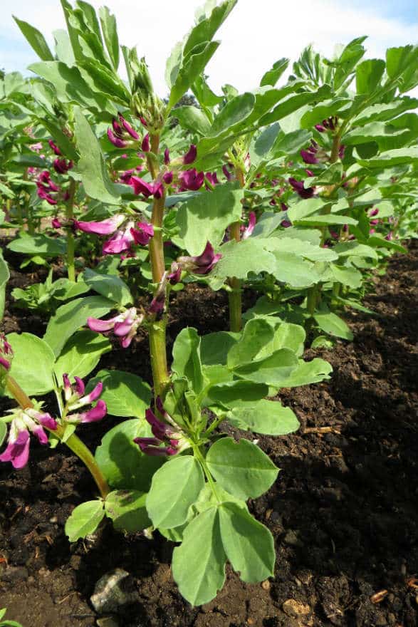 Rare broad bean Crimson F1