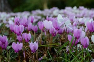 cyclamen