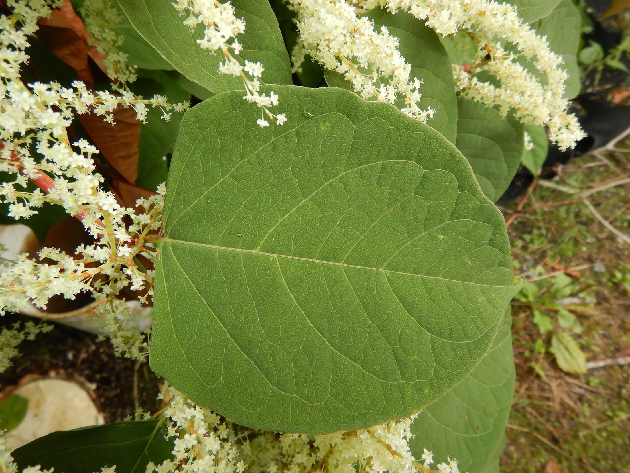 Japanese Knotweed