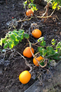 Pumpkin ‘Evergold’