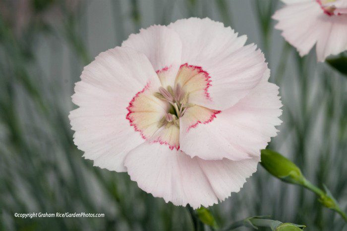 dianthus