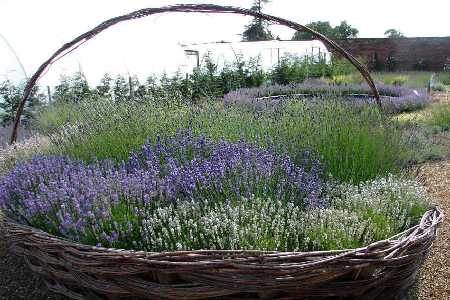 Downderry Nursery