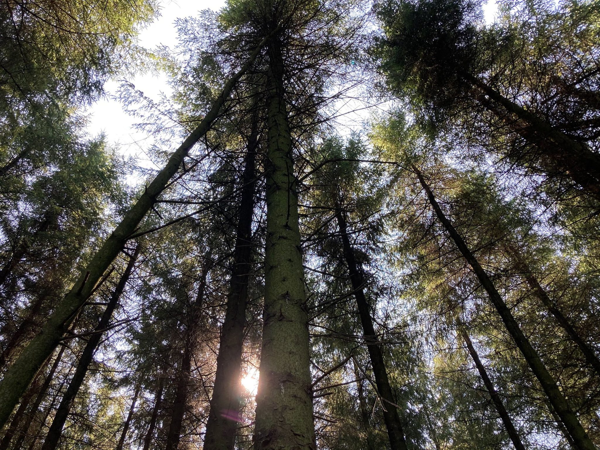 Tree tops from below