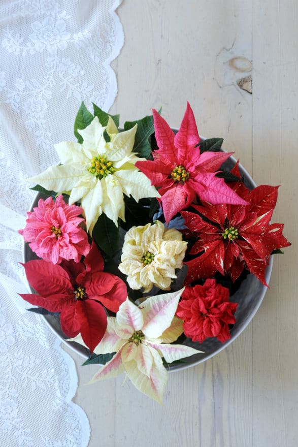 Poinsettia