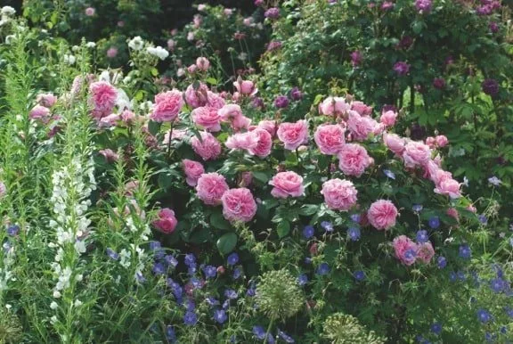 Gertrude Jekyll with Epilobium, Geranium 'Brookside'